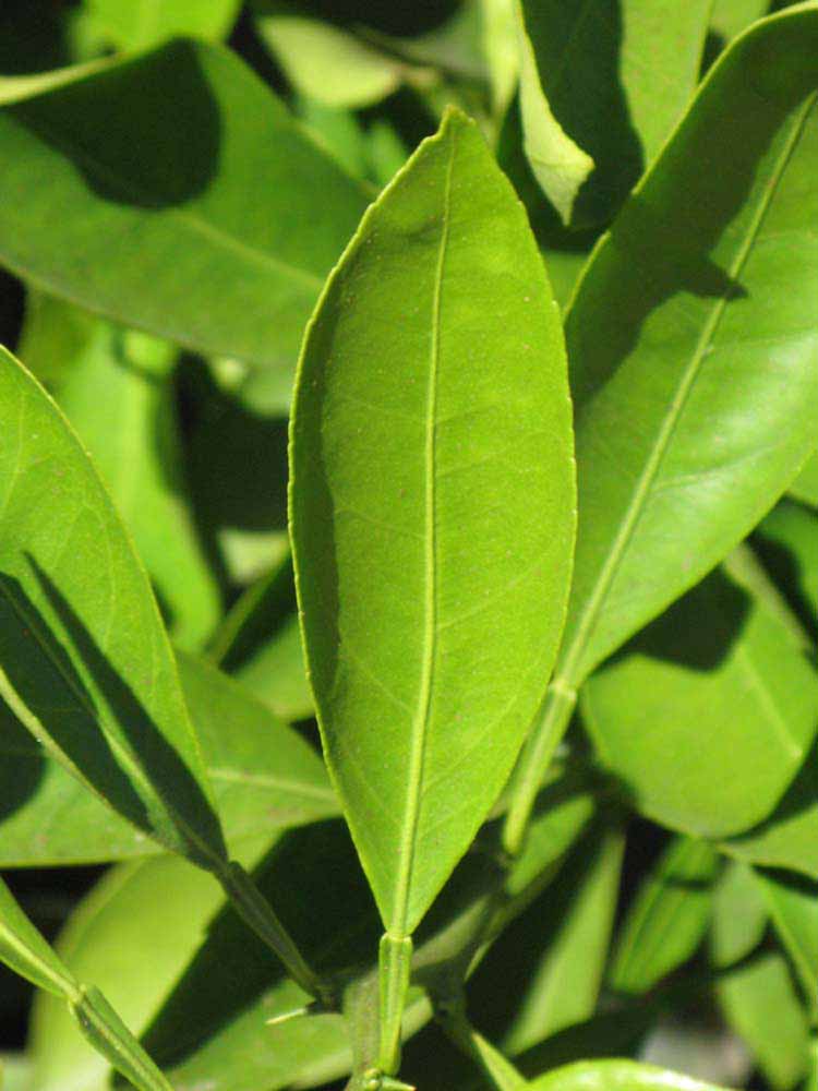              Unifoliolate leaf (Riverside, CA)       
